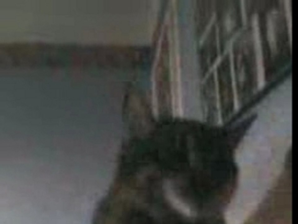 dance du chat