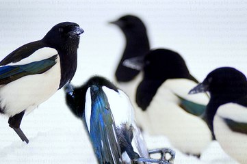 Ly kỳ chuyện loài chim làm đám ma cho các thành viên đã chết trong đàn