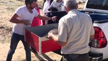 Kaplumbağa Türkiye'de ilk kez uygulanan tedavi ile saglığına kavuştu