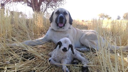 Kangal Köpeği, Doğduğu Fark Edilmeyen Kuzunun Başında Sabaha Kadar Bekledi