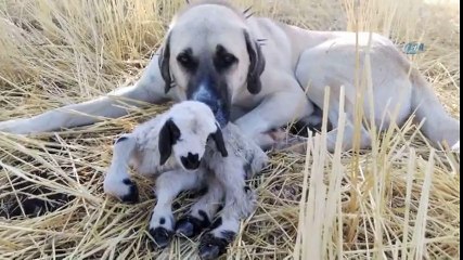 Çoban Köpeğinden Vefa Örneği