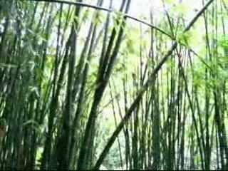 Tahiti Les 3 cascades de Faaruma (1)