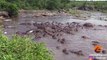 30+ Hippos Attack One Crocodile - Latest Sightings Pty Ltd