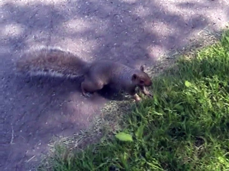Montréal-Parc du Mont-Royal (5)