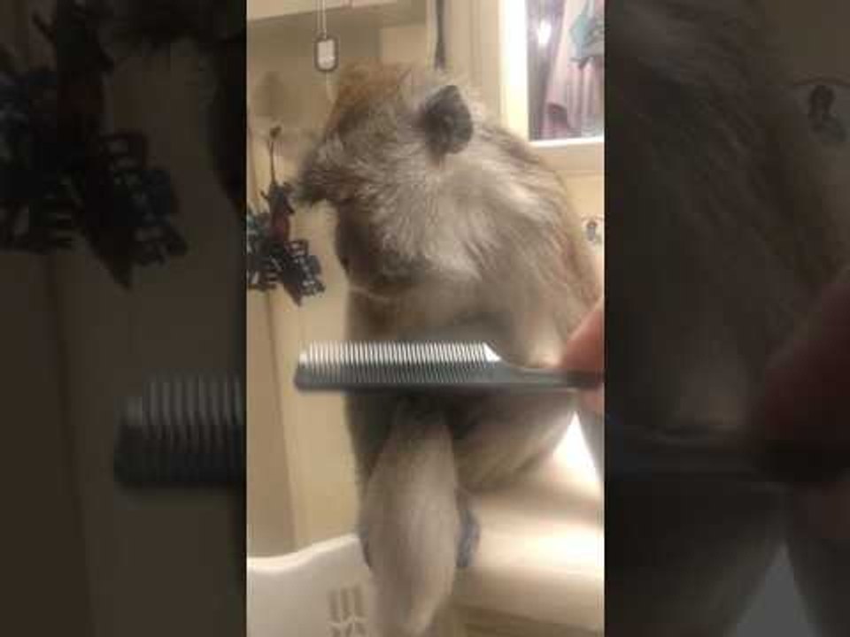 Magnificent Monkey Enjoys Her Pamper Time