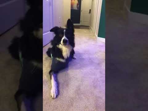 Three-Legged Dog Fetches Skeleton Bone for Halloween Trick