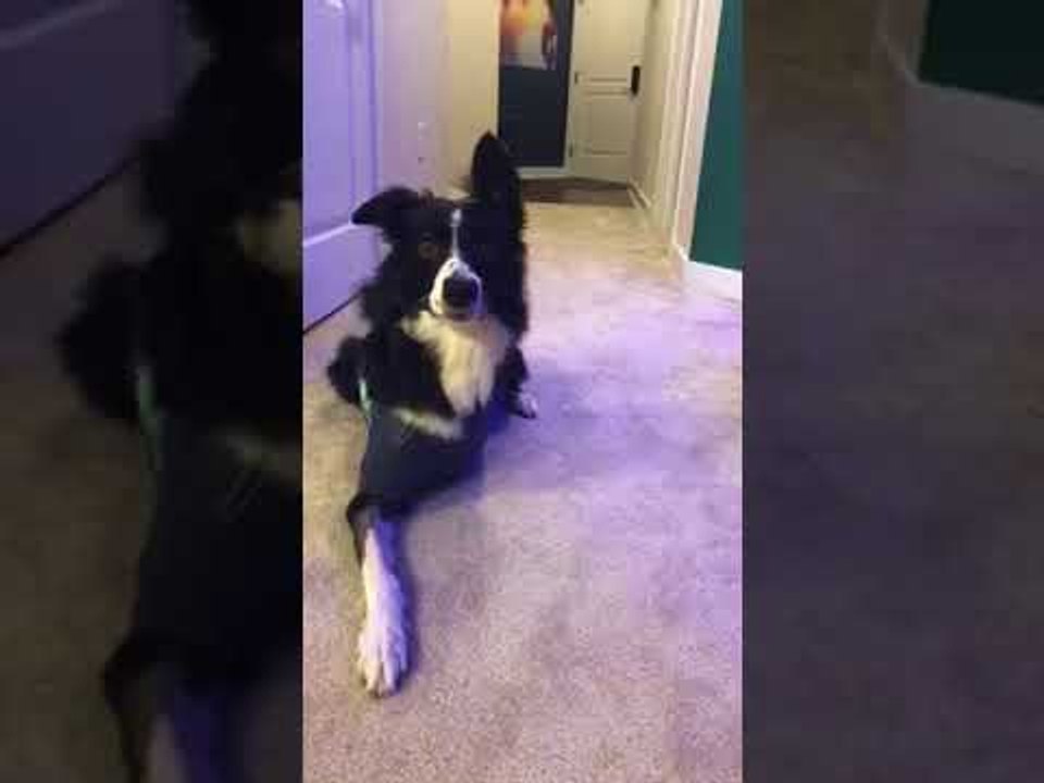 Three-Legged Dog Fetches Skeleton Bone for Halloween Trick