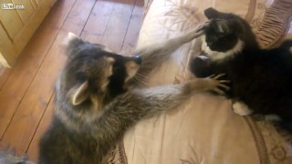 Raccoon Tries to Make Friends With Cat
