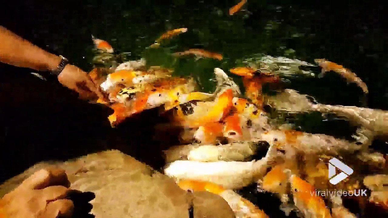 Ces poissons affamés assaillent la main de ce touristes !