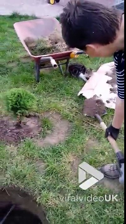 Ce chaton aide ces jardiniers à planter le jardin !!