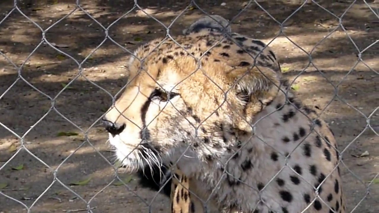 Rugissement du Guépard... Grosse blague il miaule à peine !