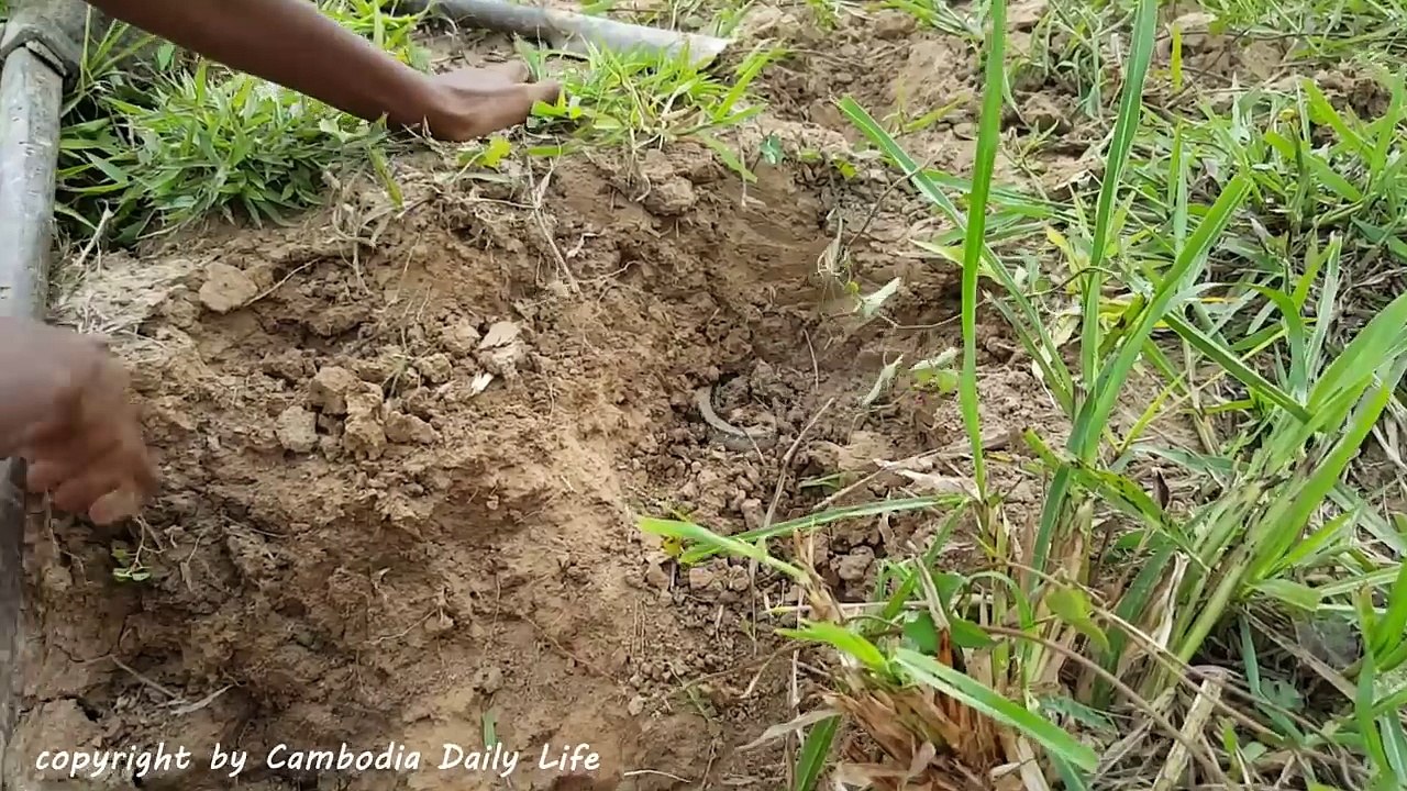 Wow! Two Brothers Catch Big Snake in Hole While Going Fishing