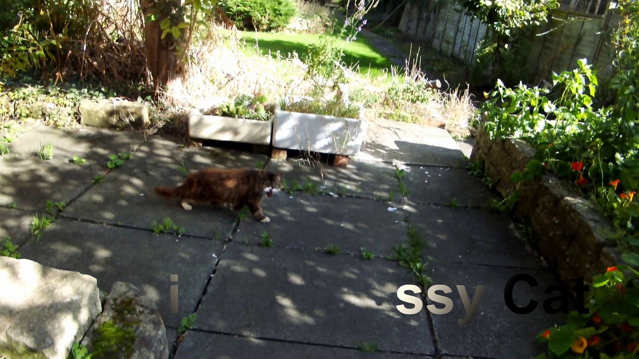 Hissy Cat - 2nd October 2017