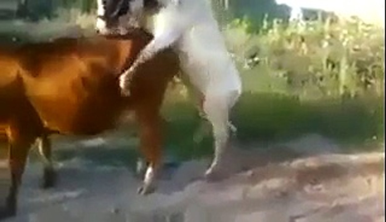 video 69