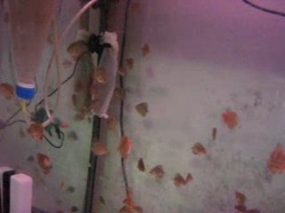 Baby Leopard and Leopard Snake Skin