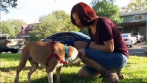 Stolen service dog returned to owner after three years apart