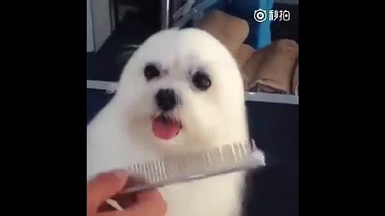 La vidéo de ce chiot qui se prend pour un phoque va vous faire fondre à coup sûr.