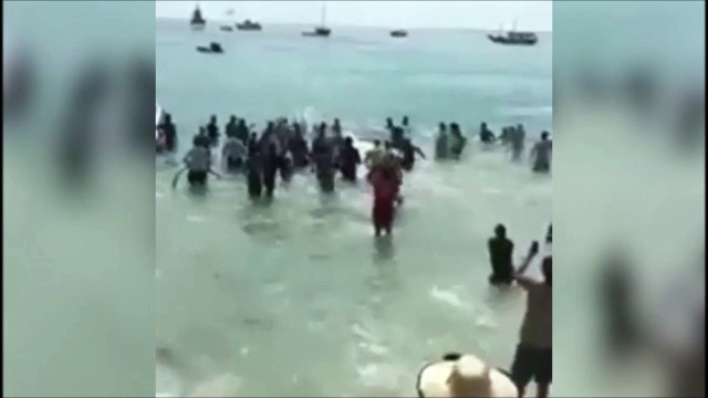 Tout ces touristes se jettent à l'eau pour sauver une baleine échouée sur une plage... Belle preuve de solidarité