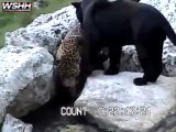 Ce leopard se prend une gamelle incroyable dans un zoo... Les félins pas si souple que ça