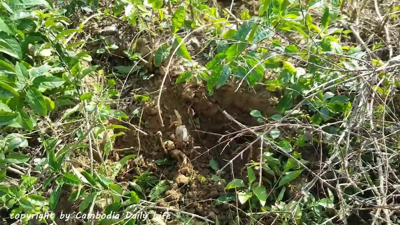 Wow! Three Children Catch Three Big Snakes by Digging Hole (Part 2)