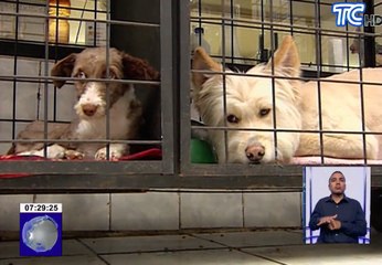 Aumentan casos de maltrato animal en Quito