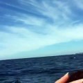 Humpback Breaches Really Made a Woman's Birthday Whale Watching Trip
