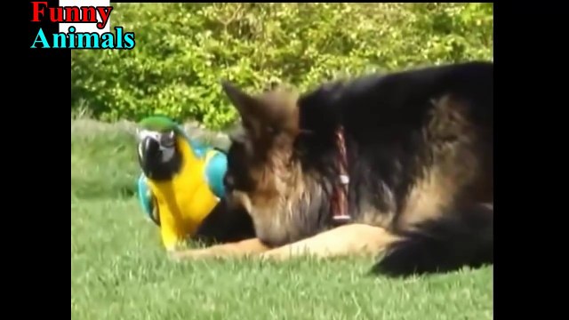 Amazing Animal Friendships You Won't Believe - Unbelievable Unlikely Animal Friendships Compilation