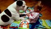 American Bulldog Love And Playing With Babies Compilation 2016 - Dog Loves Baby videos