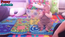 Baby laughing hysterically at Dachshund Dog - Funny Dogs and Babies