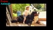 Bernese Mountain Dog and Baby Videos Compilation - Dog loves Baby Forever