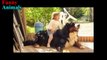 Bernese Mountain Dog and Baby Videos Compilation - Dog loves Baby Forever