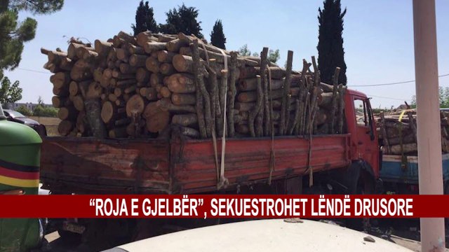 'ROJA E GJELBËR' SEKUESTRON 21 m3 LËNDË DRUSORE, ARRESTOHEN 2 SHTETAS