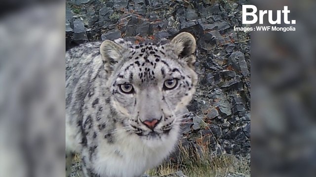 En Mongolie, des images rares du léopard des neiges