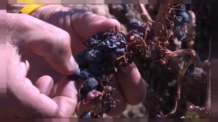 Vino: mai così poco negli ultimi 50 anni