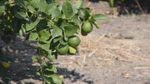 Los productores de limón persa de Jalisco buscan mercados exteriores