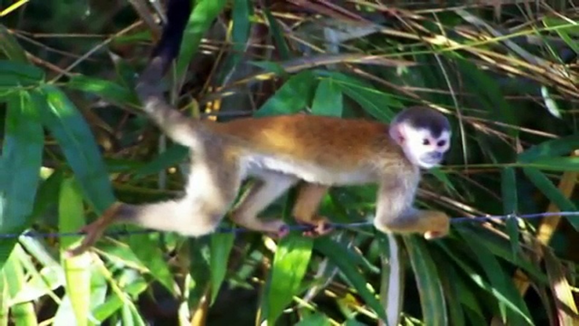 Squirrel monkey - New World monkeys