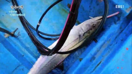 한국기행 - Korea travel_가을바다 신 자산어보 2부 섬마을 소문난 어부의 비책_#002