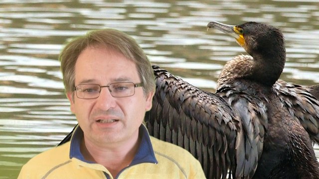 El gobierno de Asturias autoriza nuevas ejecuciones de cormoranes en los ríos
