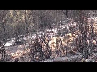 Ora News - Laç, shkrumbohen pishat qindravjeçare e ullinj