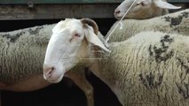 Kurban Bajrami, nuk ka ende një treg për bagëtitë