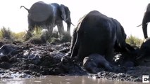  Baby elephant almost sat on by mum as it gets stuck in mud bath