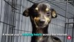Shelter dog wins internet with smiling face | Rare Animals
