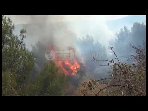 Ora News – Dy vatra zjarri në Shkodër, flakët në Tarabosh rrezikojnë antenat