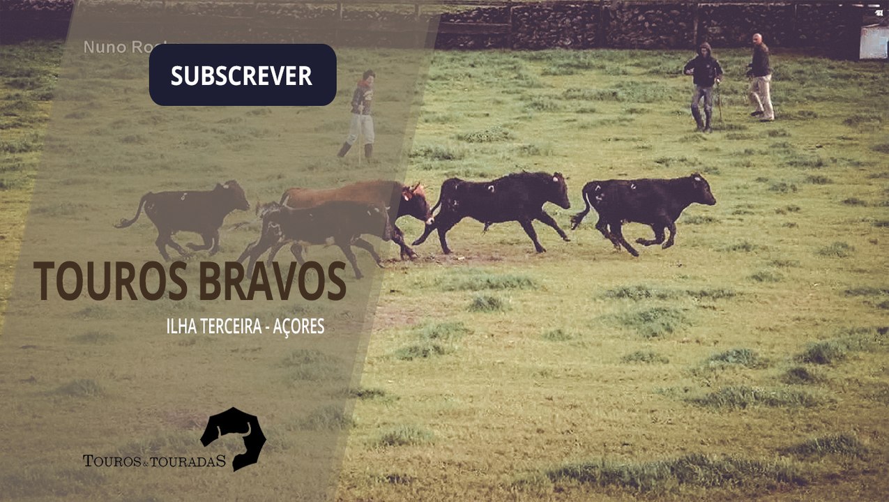 Videos De Largadas De Touros Para Rir
