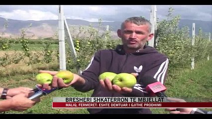 Tải video: Maliq, breshëri shkatërron të mbjellat - News, Lajme - Vizion Plus