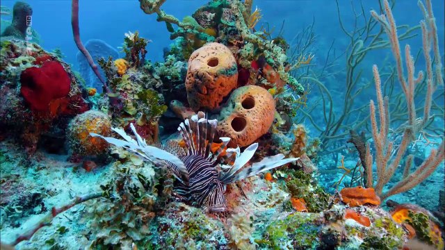 Cuba l’île bleue, Récifs sous haute surveillance