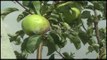 Ora News – Korçë, dëmtohen nga breshëri perimet dhe pemët frutore