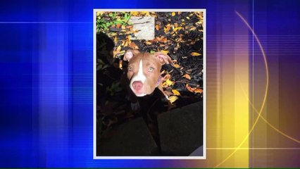 `It`s Like I Lost a Child:` Family Desperate to Find Puppy Stolen from Home During Burglary