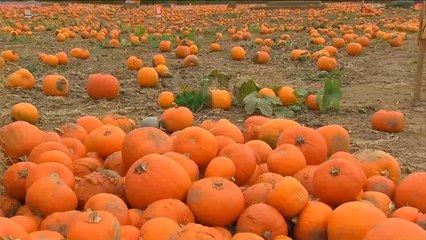 هذا الصباح-اليقطين.. رمز لعيد الهالوين ومحفز للإبداع