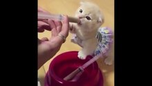 Sevimli yavru kedi 